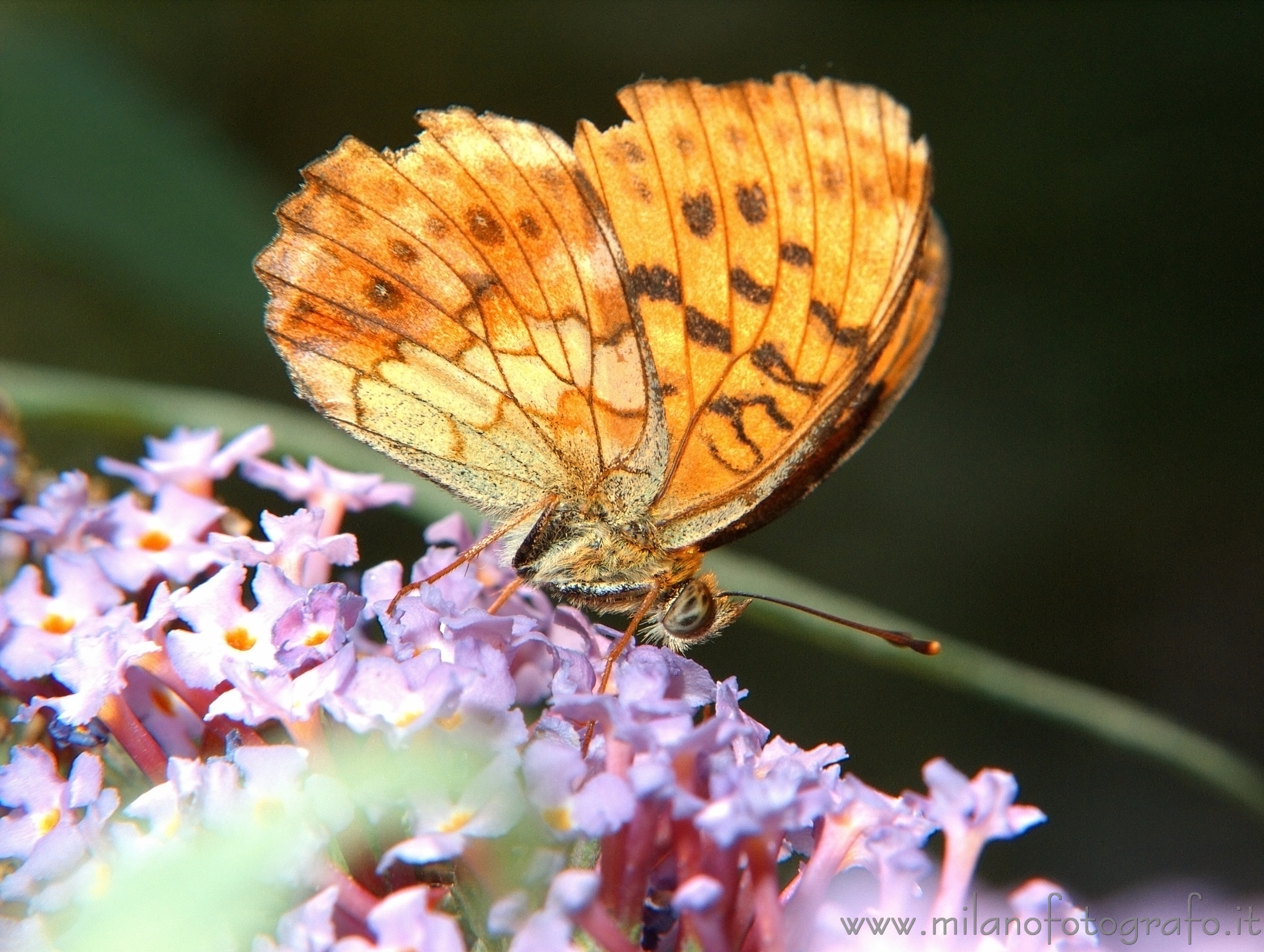 Cadrezzate (Varese, Italy) - Butterfly Argynnis paphia on Buddleja davidii